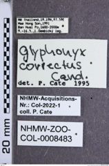 Etiketten zu Silesis correctus (Candèze, 1891) (NHMW-ZOO-COL-0008483)